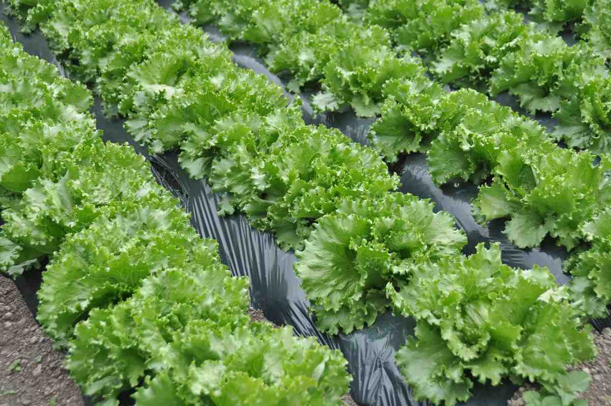 Elaboración de Productos Agrícolas - Imagen 10