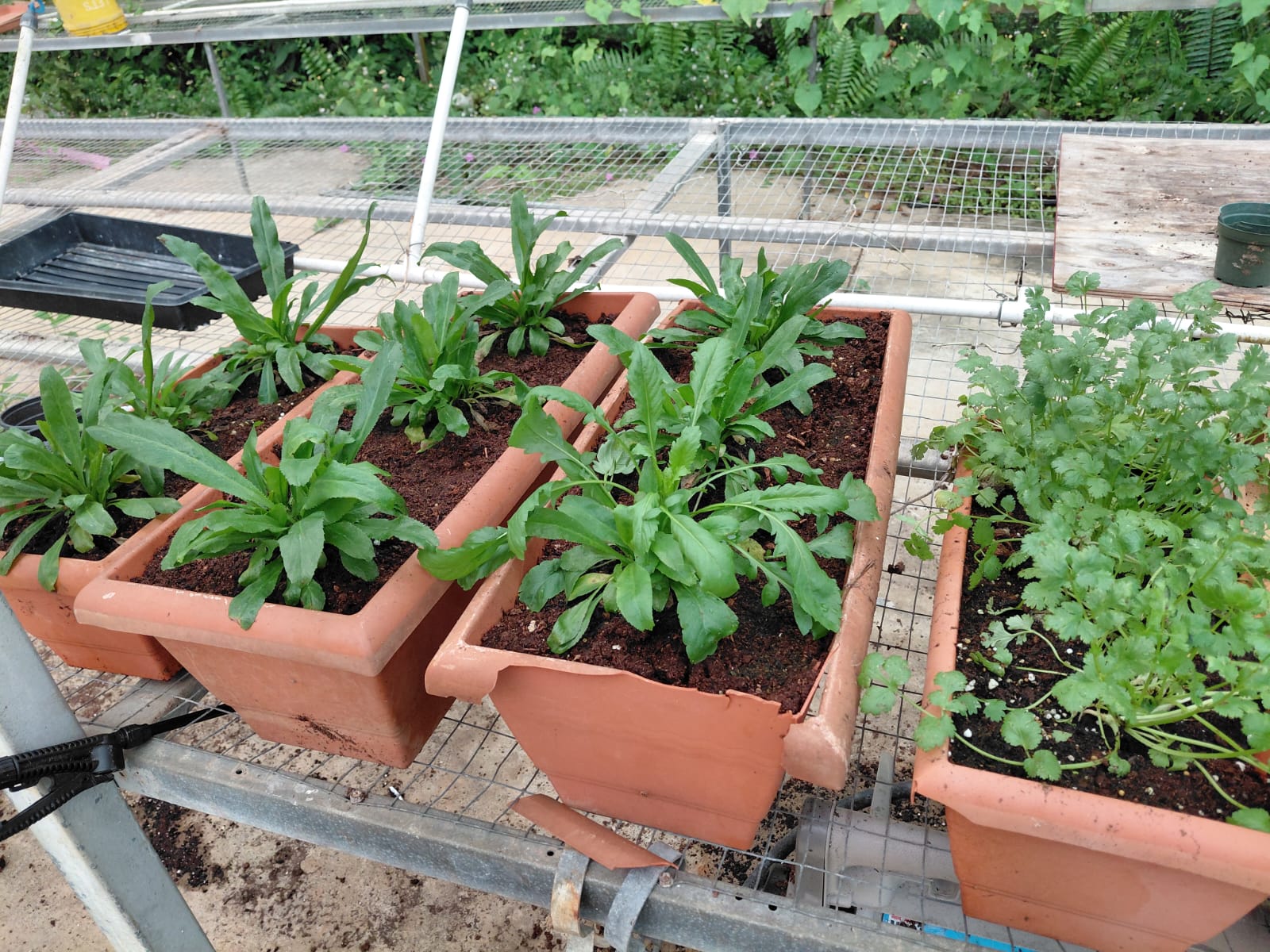 Elaboración de Productos Agrícolas